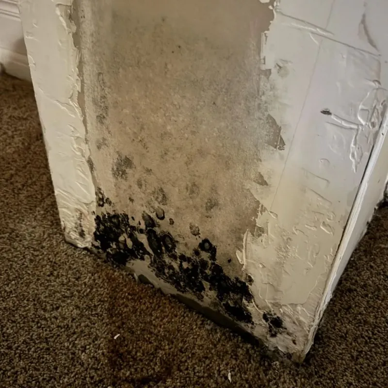 Professional Mold Removal in Pawnee County, KS